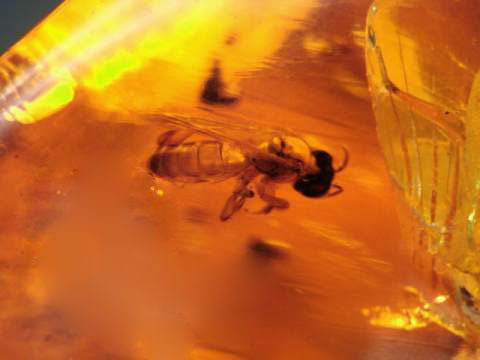 Biene in Berstein 100 Millionen Jahre alt